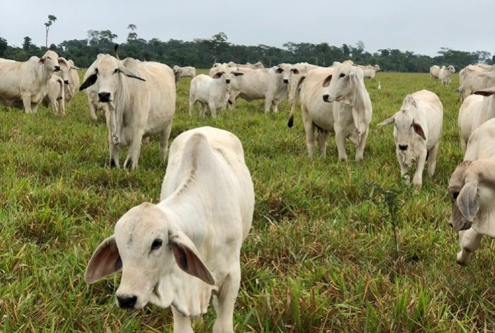 Não incidência de tributo sobre o gado garante economia para produtor
