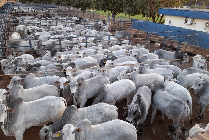 Circuito Nelore de Qualidade em Pedra Preta (MT): Confira os vencedores da etapa que teve animais jovens, pesados e com bom acabamento de gordura