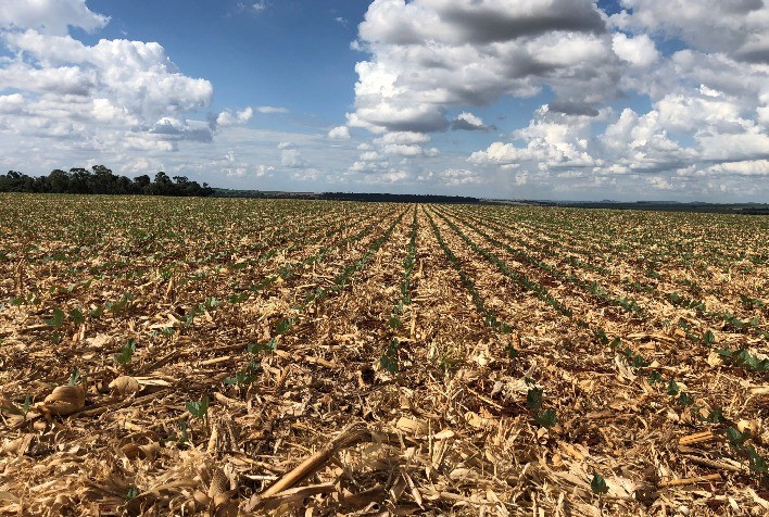 Atenção aos aspectos biológicos permite renovação do solo e melhoria na produtividade