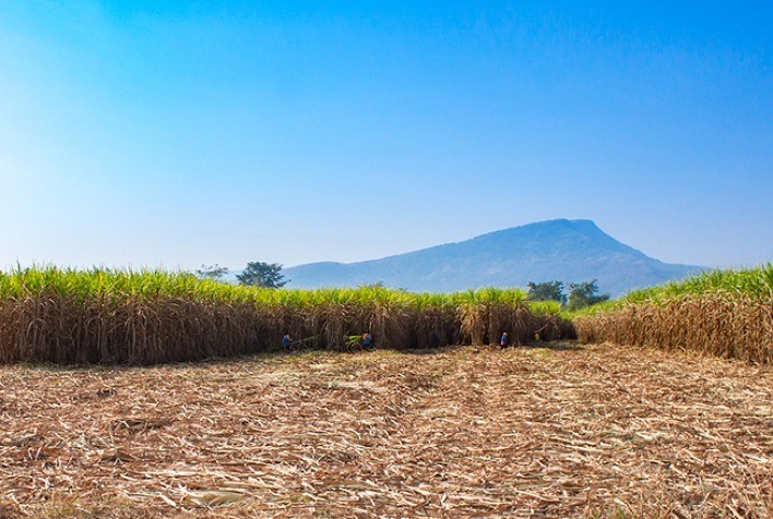 Com menos cana, unidades sucroenergéticas compram biomassa para continuar cogerando energia