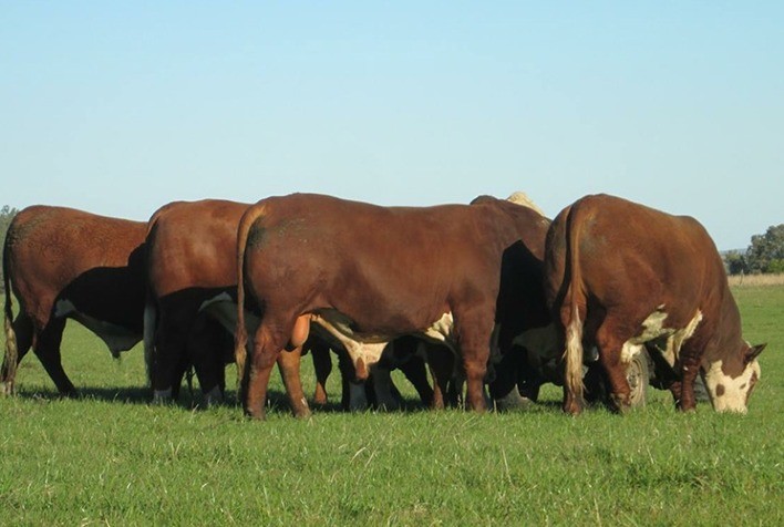 Genômica amplia informações de Sumário de Touros da Conexão Delta G