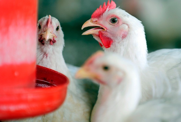 Relação custo/preço do frango: nos dois últimos anos, muitíssimo inferior à de 2019