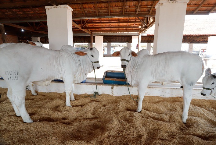 Nelore e Nelore Mocho têm presença de destaque nos julgamentos da 58ª EXPO Rio Preto