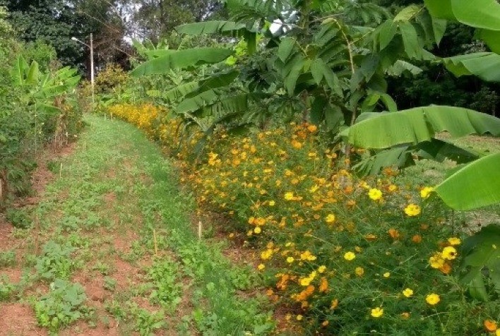 Pesquisa apresenta panorama global da produção de alimentos orgânicos em países de cinco continentes
