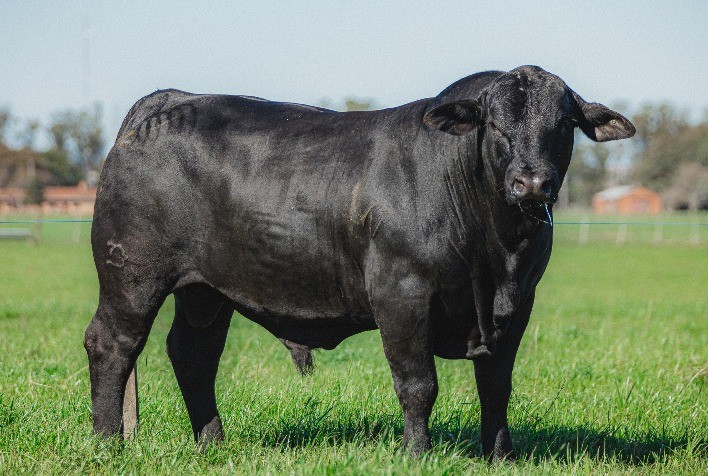 Altas médias e liquidez dão a tônica no leilão Selo Racial 2021