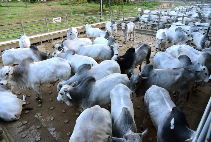 Etapa de Colatina (ES) do Circuito Nelore de Qualidade recebeu 313 machos terminados em confinamento