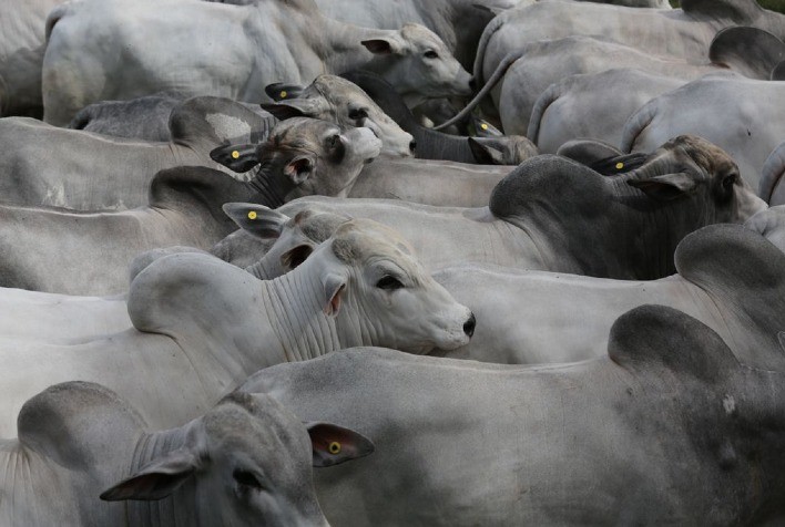 Pista limpa e faturamento de R$ 2,62 milhões no 73º leilão de touros CV