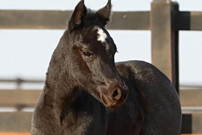 Haras Império participa do 11º Leilão Quarter Horse In Family