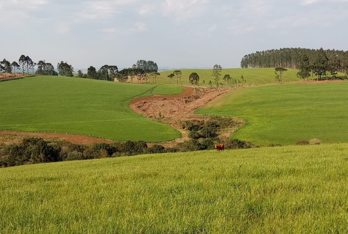 Pastagem tratada como cultivo dá resultado ao pecuarista