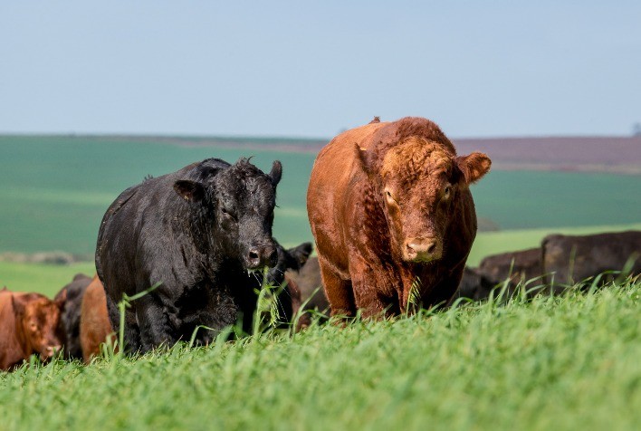 Cabanha Tellechea e Cabanha Soldera vencem Ranking Angus 2021