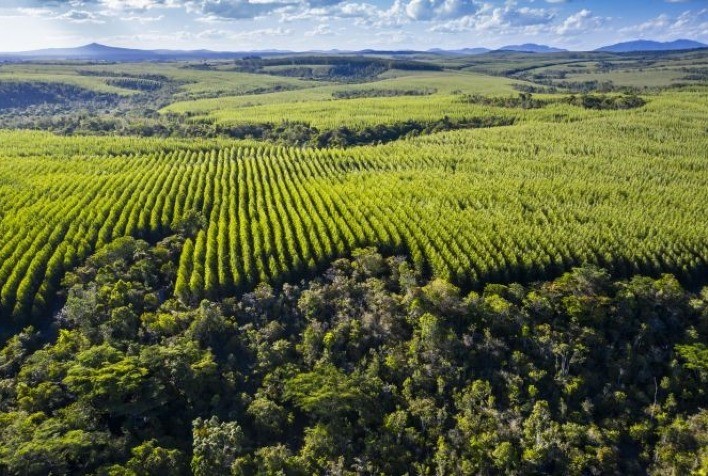 Eucalipto é alternativa de negócio para produtores rurais baianos