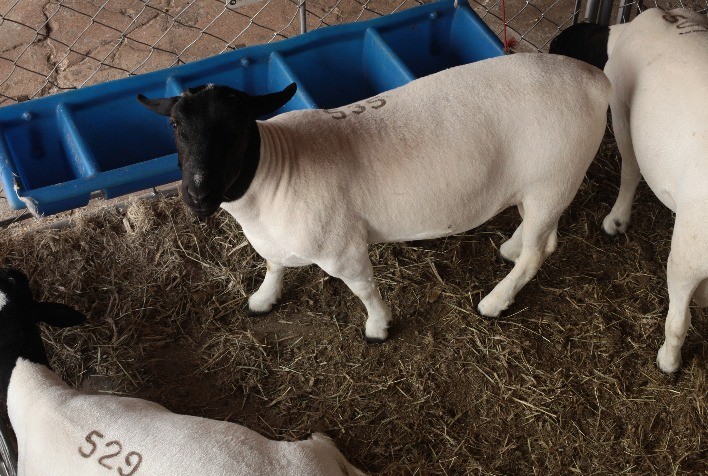 Ovinos terão feira comercial na 58ª EXPO Rio Preto