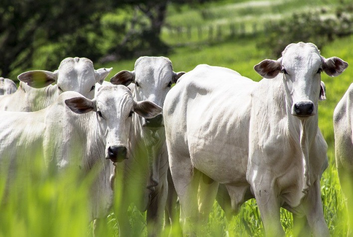 Rebanho bovino goiano cresce 3,5% e Estado mantém segunda posição nacional entre maiores produtores