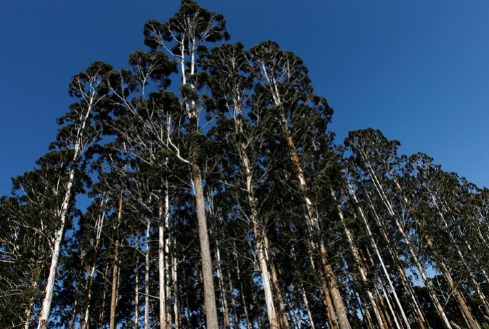 Pesquisa analisa possíveis impactos das mudanças climáticas na cultura de eucalipto