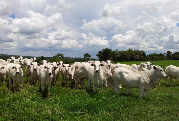Pecuária paulista é destaque em qualidade e segurança sanitária