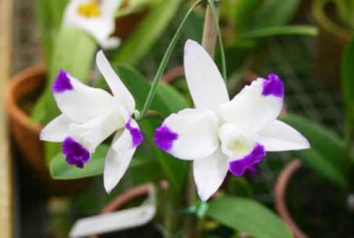 Congressos Brasileiros de Floricultura, Plantas Ornamentais e de Cultura de Tecidos de Plantas têm inscrições abertas