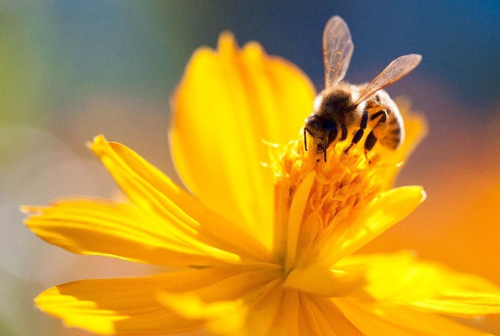 Koppert integra iniciativa parceiros da A.B.E.L.H.A.