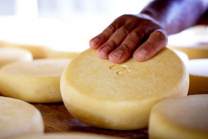 Leite de qualidade é o primeiro passo para produzir um bom queijo