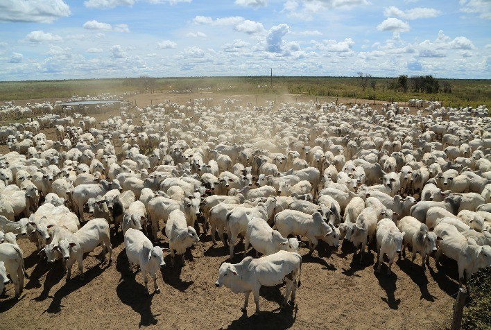 Mercado reconhece qualidade de “touros CEIP” em leilão com mais de 1.000 reprodutores