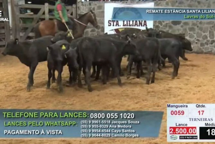 Estância Santa Liliana fatura R$ 3,3 milhões e valoriza genética de animais Angus Certificados
