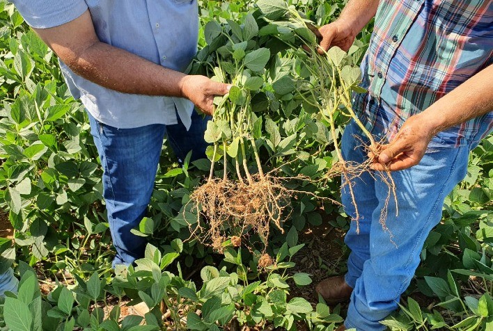 Korin Agricultura e Meio Ambiente concilia agricultura natural, tecnologia sustentável e princípios japoneses para cuidar do solo