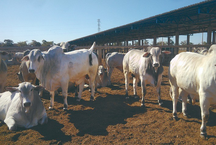 Na última etapa do projeto “Zebu, carne de qualidade” animais produziram 201,42 kg em 108 dias