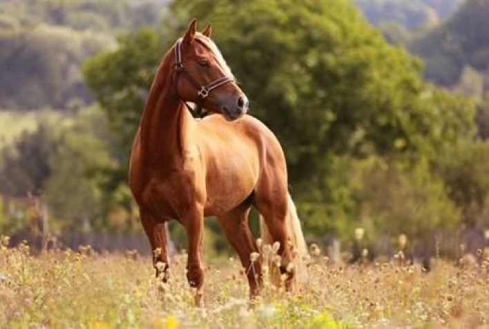 Quadros neurológicos em equinos: você está preparado?
