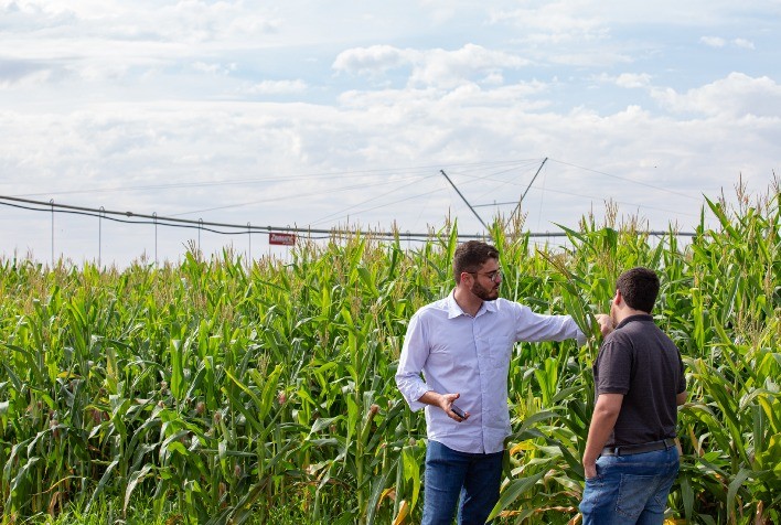 Irrigação possibilita o cultivo de batata doce e ajuda agricultor a diversificar seus negócios