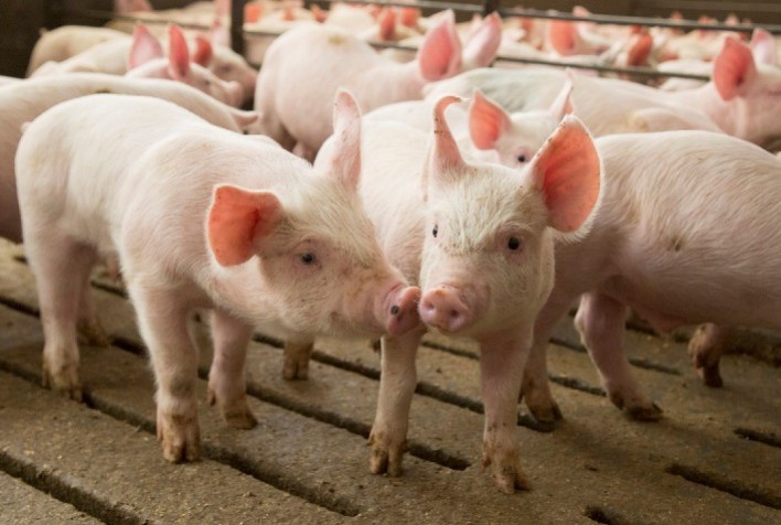 Suínos: manejo e nutrição com prebióticos agrega valor às pequenas criações