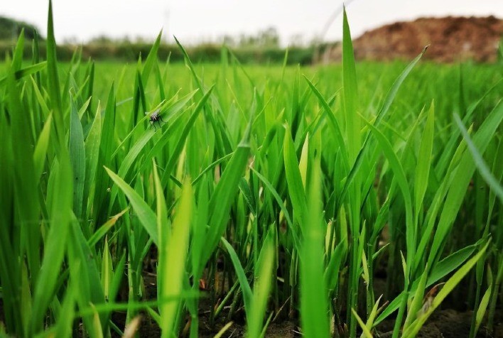 O controle prévio de folhas largas e estreitas no canavial determina o sucesso da produção