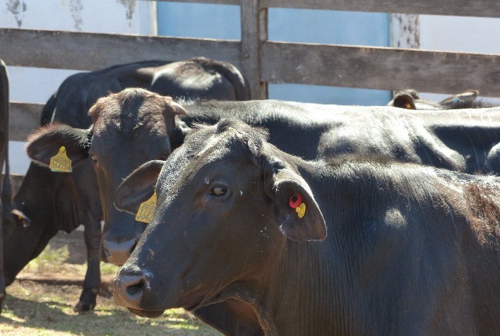 Fazenda em Ituiutaba (MG) adere à identificação por brincos e reduz marcações a fogo em bovinos