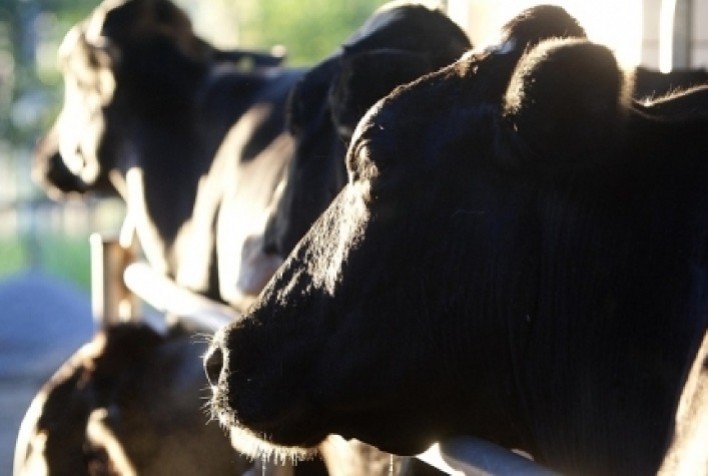 Estratégias de manejo de pastagem e de condicionamento da recria na transição acelera a recuperação dos animais