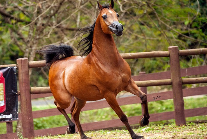 Funcionalidade do cavalo Árabe é destaque do Leilão Haras Cruzeiro