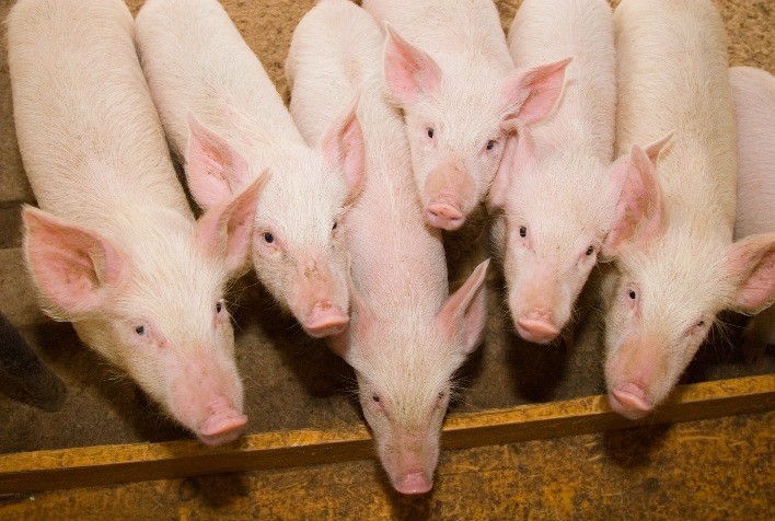 Nutrição e imunidade caminham juntas para manter saúde e produtividade de suínos