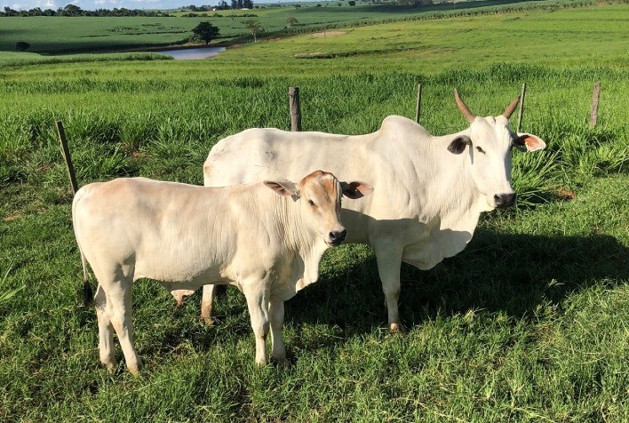 Alimentação privativa de bezerros com suplemento mineral proteico energético pode aumentar em mais de 30 kg o peso na desmama