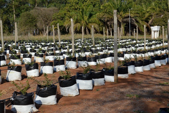 Simpósio Vale do Mirtilo novo projeto Coplacana e Avance hub