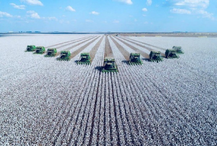 Algodão: Em forte alta, Indicador segue renovando a máxima nominal