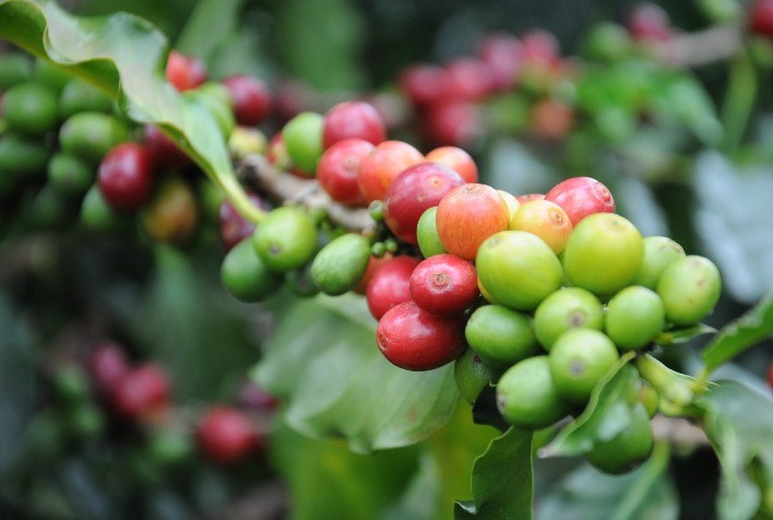 Cafeicultor têm poucos dias para aderir ao seguro climático dos cafezais