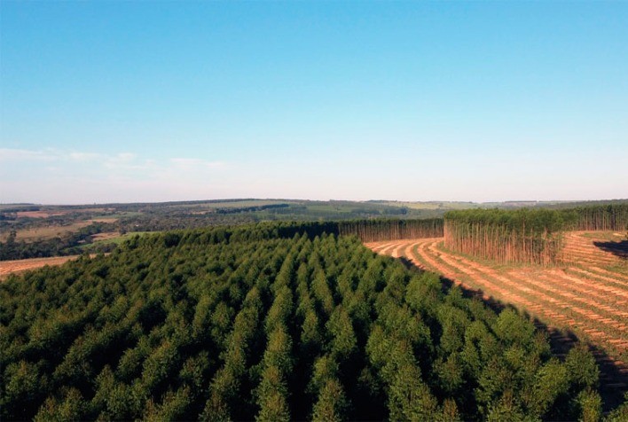 Florestas plantadas no Brasil somam 9,3 milhões de hectares em 2020