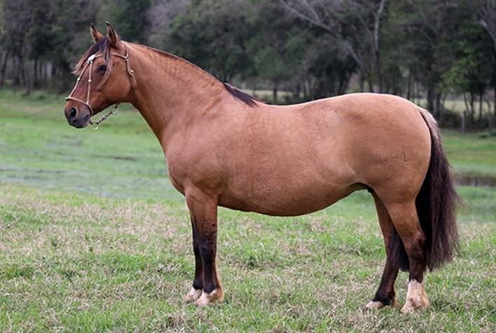 Leilão Santa Angélica & Maufer registra liquidez na venda da raça Crioula