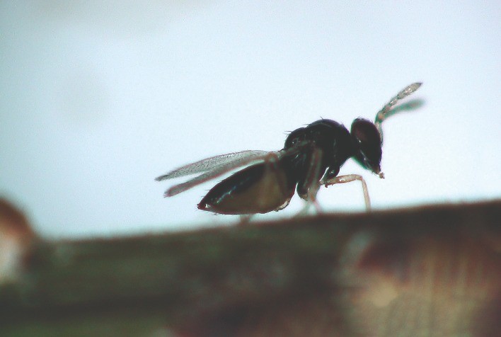 Vespinha ajuda na luta contra doença capaz de devastar plantações de laranja
