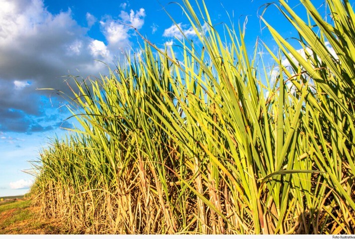 Safra mineira de cana-de-açúcar deve cair 7% neste ano