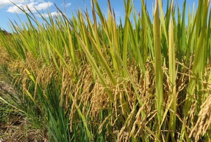 Irga projeta redução de 1,21% na área de arroz do RS para safra 2021/2022