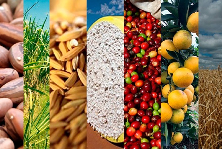 Levantamento da Conab indica um volume de produção de 288,61 milhões de toneladas de grãos na safra 2021/22