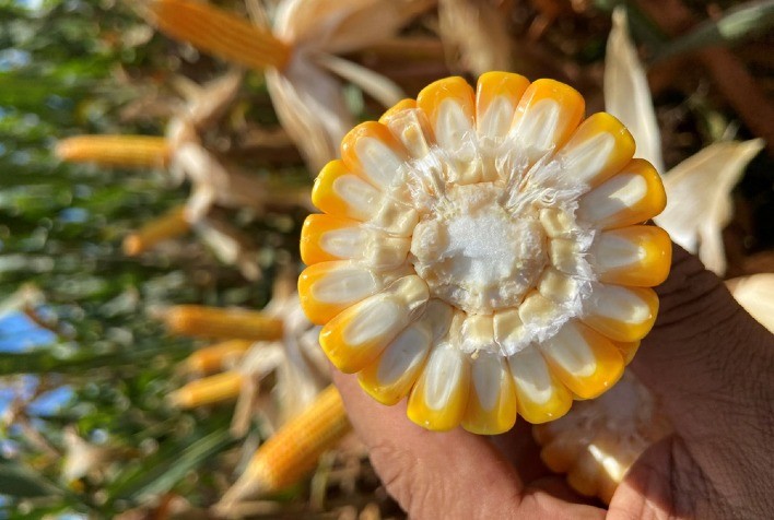 Brevant® Sementes lança híbridos de milho safrinha com foco em alta performance, produtividade e rentabilidade