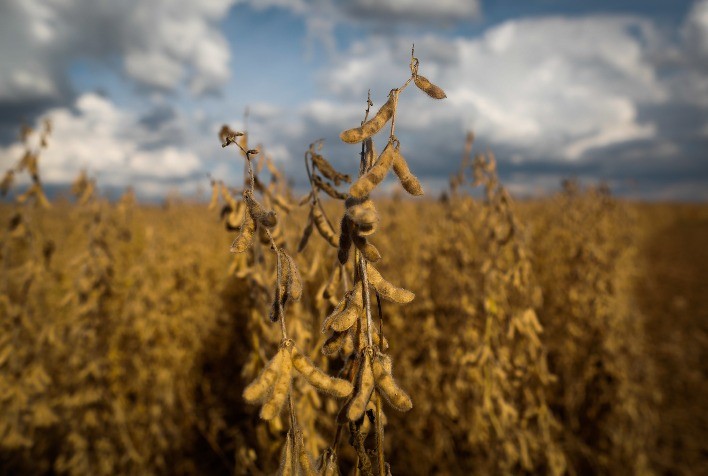 Lideradas pelo algodão, commodities agrícolas sobem nesta 6ª e soja tem alta de quase 1%