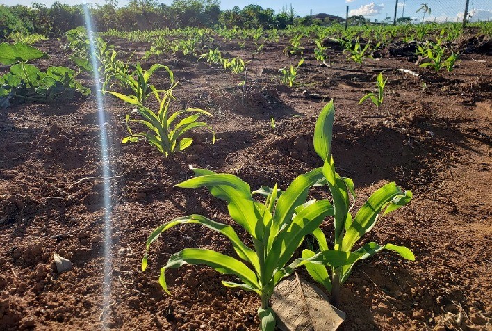 Safra 2021/2022 deve ser recorde em Goiás, com crescimento de 21,1% na produção de grãos