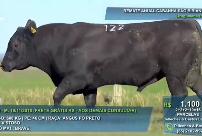 São Bibiano fatura 35% a mais do que em 2020 e bate média de R$ 16,3 mil para touros Angus