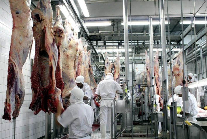 Médio Norte é a única região onde capacidade da atividade no abate de gado teve aumento