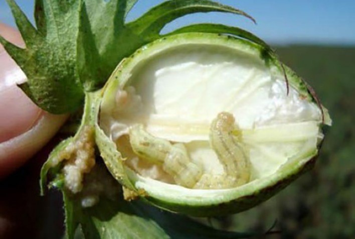 Cotonicultores devem estar atentos à incidência das lagartas